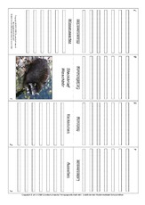 Faltbuch-Waschbär.pdf